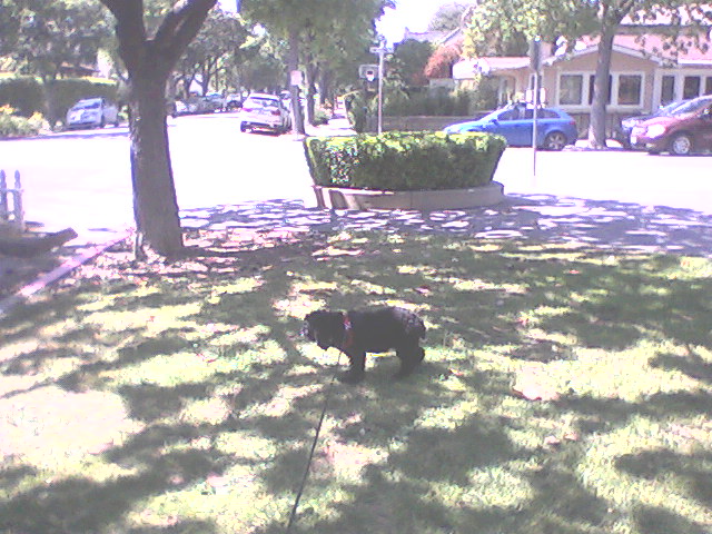 It was too hot to do much more than sniff the grass; I agreed to carry her home, two blocks