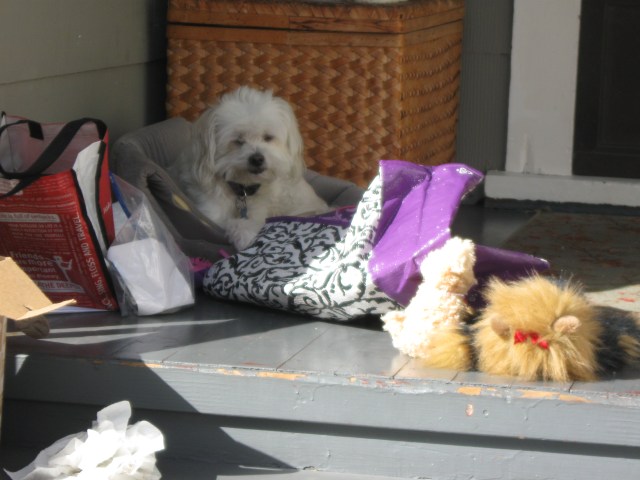 Adding a dog element to any event or document enhances such, even if, as in this case, the dog, like a growing number of Palo Alto voters, and a grand jury, is skeptical about leadership, and its attempts at reform