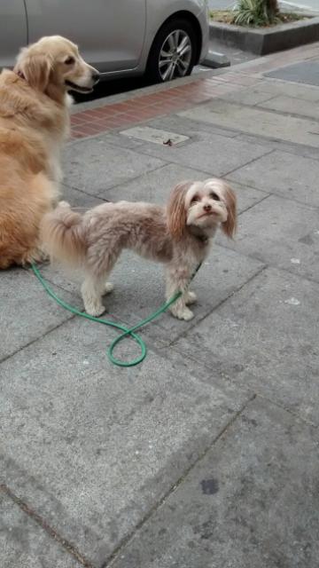 Over the next 100 days, I am looking carefully at the canines, especially in my mini-universe of University Avenue, seeking clues about the politica animal, when to sniff, to run, to bow or chew, like Oso and Scout here