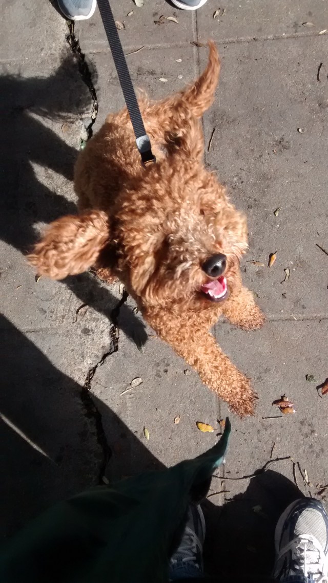 IMG_20141213_110441735