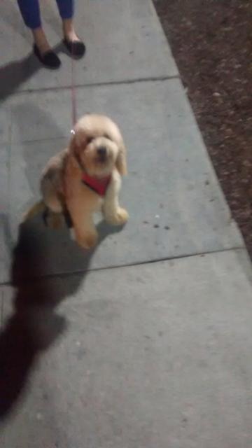 i tagged this one "her dogs plural" in that feet is a slang for dog, she was walking her dog; it spoke to me, woof