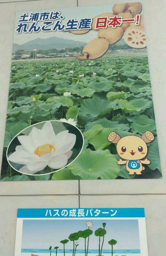 translates as "rooty"