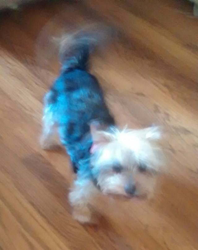 My name is Sebastian, I weigh 4 lbs, but I'm a gonna make PAW my bitch!!