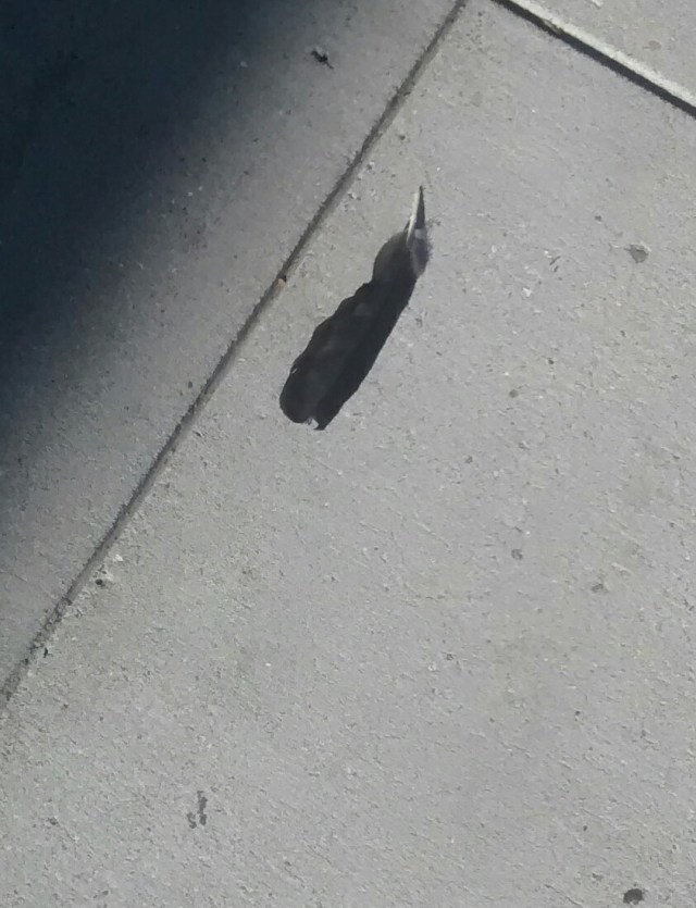 Cali ave Wednesday 2:20